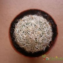 Una foto de Coryphantha echinus