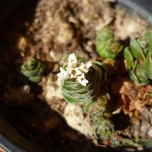 A photo of Crassula cv. Emerald