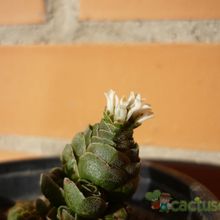 A photo of Crassula cv. Emerald