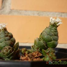 A photo of Crassula cv. Emerald