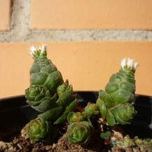 A photo of Crassula cv. Emerald
