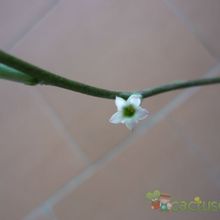A photo of Adromischus cristatus