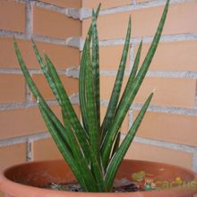 A photo of Sansevieria francisii