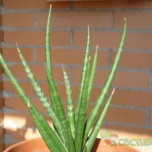 A photo of Sansevieria francisii