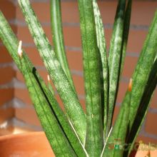 A photo of Sansevieria francisii