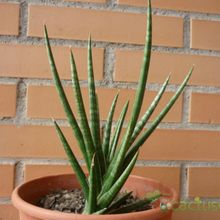 A photo of Sansevieria francisii