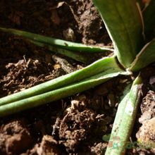 A photo of Sansevieria francisii