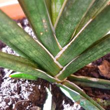 A photo of Sansevieria francisii