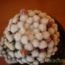 A photo of Mammillaria gracilis cv. oruga blanca
