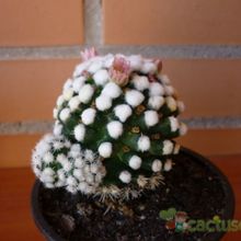 A photo of Mammillaria gracilis cv. oruga blanca
