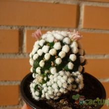 A photo of Mammillaria gracilis cv. oruga blanca
