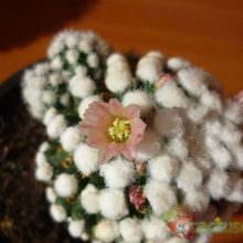 A photo of Mammillaria gracilis cv. oruga blanca