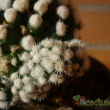 A photo of Mammillaria gracilis cv. oruga blanca