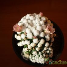 A photo of Mammillaria gracilis cv. oruga blanca