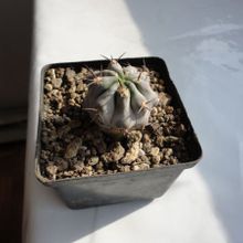 A photo of Echinopsis thionantha ssp. glauca