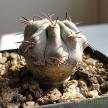 A photo of Echinopsis thionantha ssp. glauca