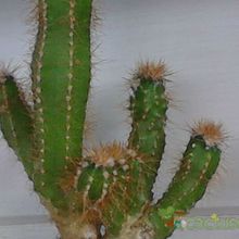 Una foto de Cereus peruvianus fma. monstruosa