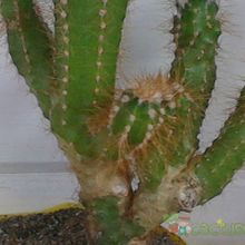 Una foto de Cereus peruvianus fma. monstruosa