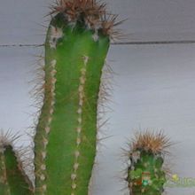 Una foto de Cereus peruvianus fma. monstruosa