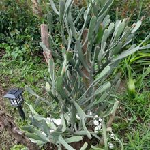 Foto de un cactus que se está identificando actualmente
