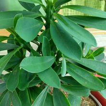 Una foto de Euphorbia nerifolia