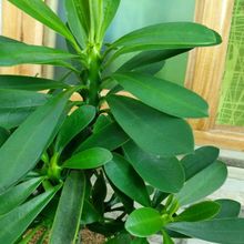 Una foto de Euphorbia nerifolia