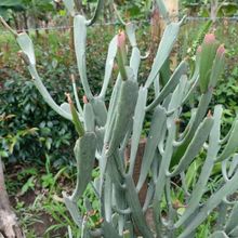 Foto de un cactus que se está identificando actualmente
