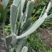 Foto de un cactus que se está identificando actualmente