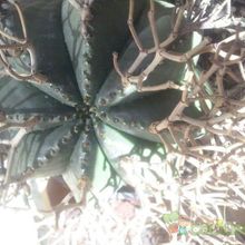Una foto de Euphorbia meloformis subsp. valida