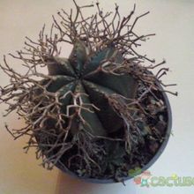 Una foto de Euphorbia meloformis subsp. valida