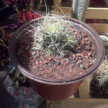 Una foto de Mammillaria decipiens ssp. camptotricha