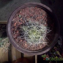 Una foto de Mammillaria decipiens ssp. camptotricha