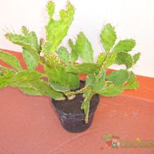 A photo of Brasiliopuntia brasiliensis