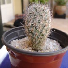 Una foto de Mammillaria pottsii