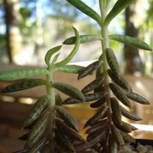 Una foto de Bryophyllum delagoense