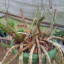 Foto de un cactus que se está identificando actualmente