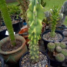 Una foto de Cereus hildmannianus f. monstruosa