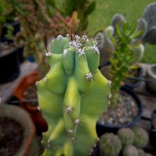 Una foto de Cereus hildmannianus f. monstruosa