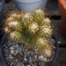 Una foto de Cereus peruvianus fma. monstruosa