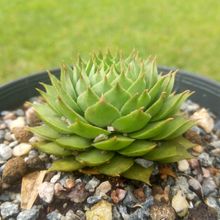 Photo of a cactus currently being identified
