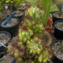 Una foto de Cereus peruvianus fma. monstruosa