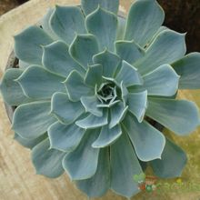 A photo of Echeveria runyonii