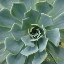 A photo of Echeveria runyonii