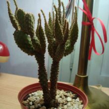 Una foto de Opuntia microdasys ssp. rufida fma. monstruosa