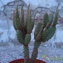 Una foto de Opuntia microdasys ssp. rufida fma. monstruosa