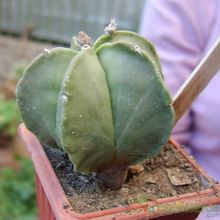 Una foto de Astrophytum myriostigma fma. nudum