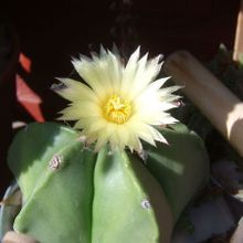 Una foto de Astrophytum myriostigma fma. nudum