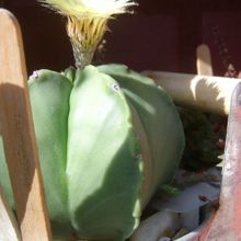 Una foto de Astrophytum myriostigma fma. nudum