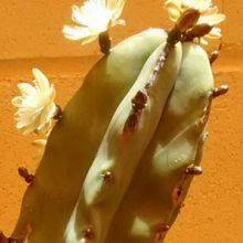 Una foto de Myrtillocactus geometrizans