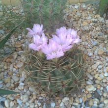 A photo of Gymnocalycium monvillei